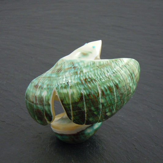 Zuni Eagle Carving By Delvin Leekya (FET512)